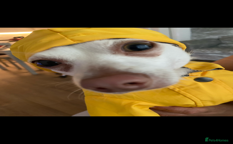 Pomchi dogs - Advert 1