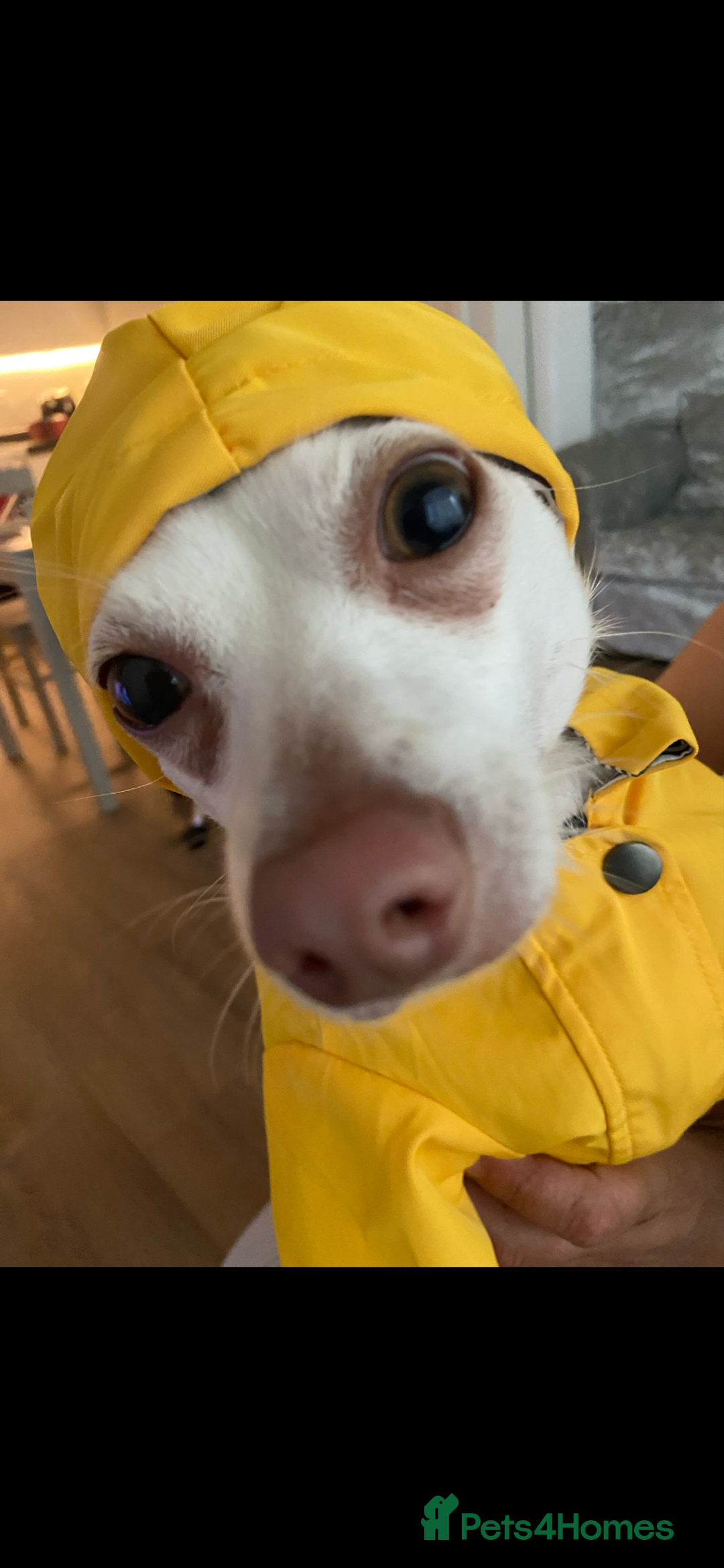 Pomchi dogs for sale: Mr Pennington marshmallow Grabowski  - Image 1