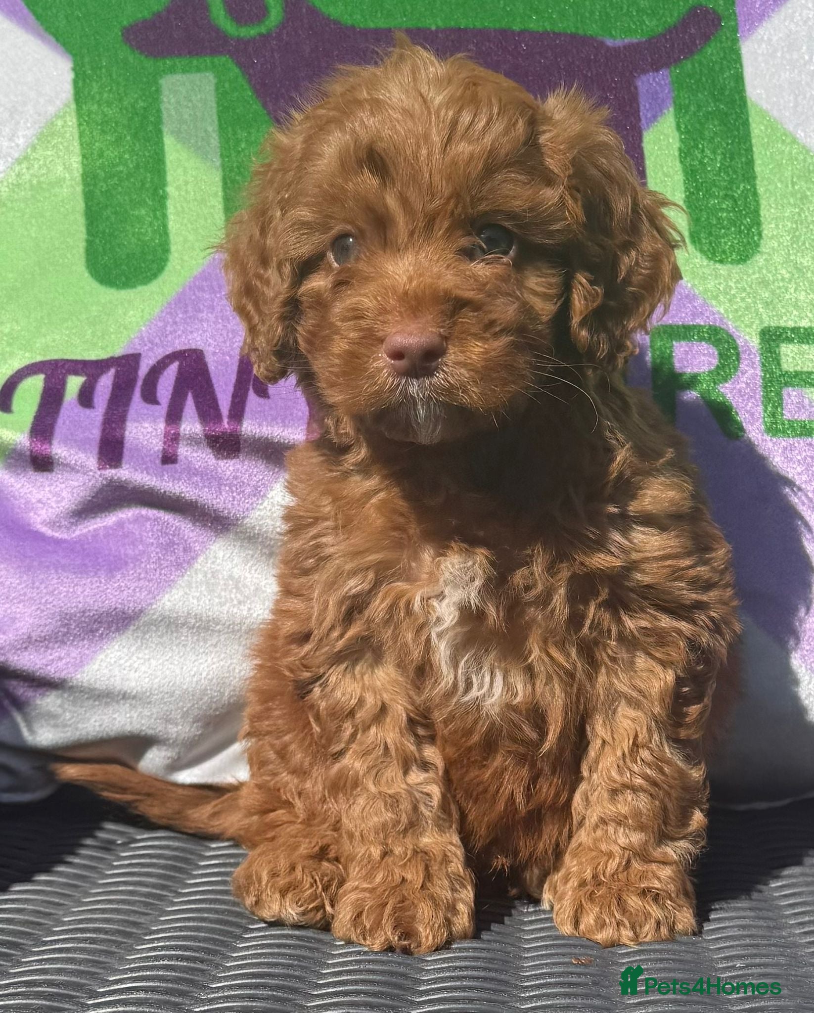 Cockapoo dogs F1 BOYS ONLY MINI COCKAPOOS 30 dna tested - Advert 2