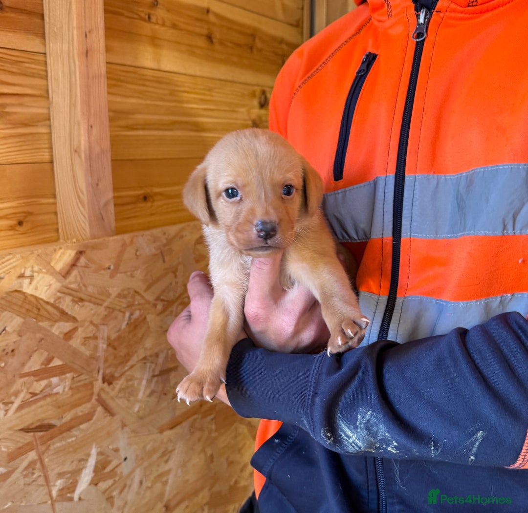 Labrador Retriever dogs for sale: Stunning kc registerd fox Red / Golders labradors  - Image 12
