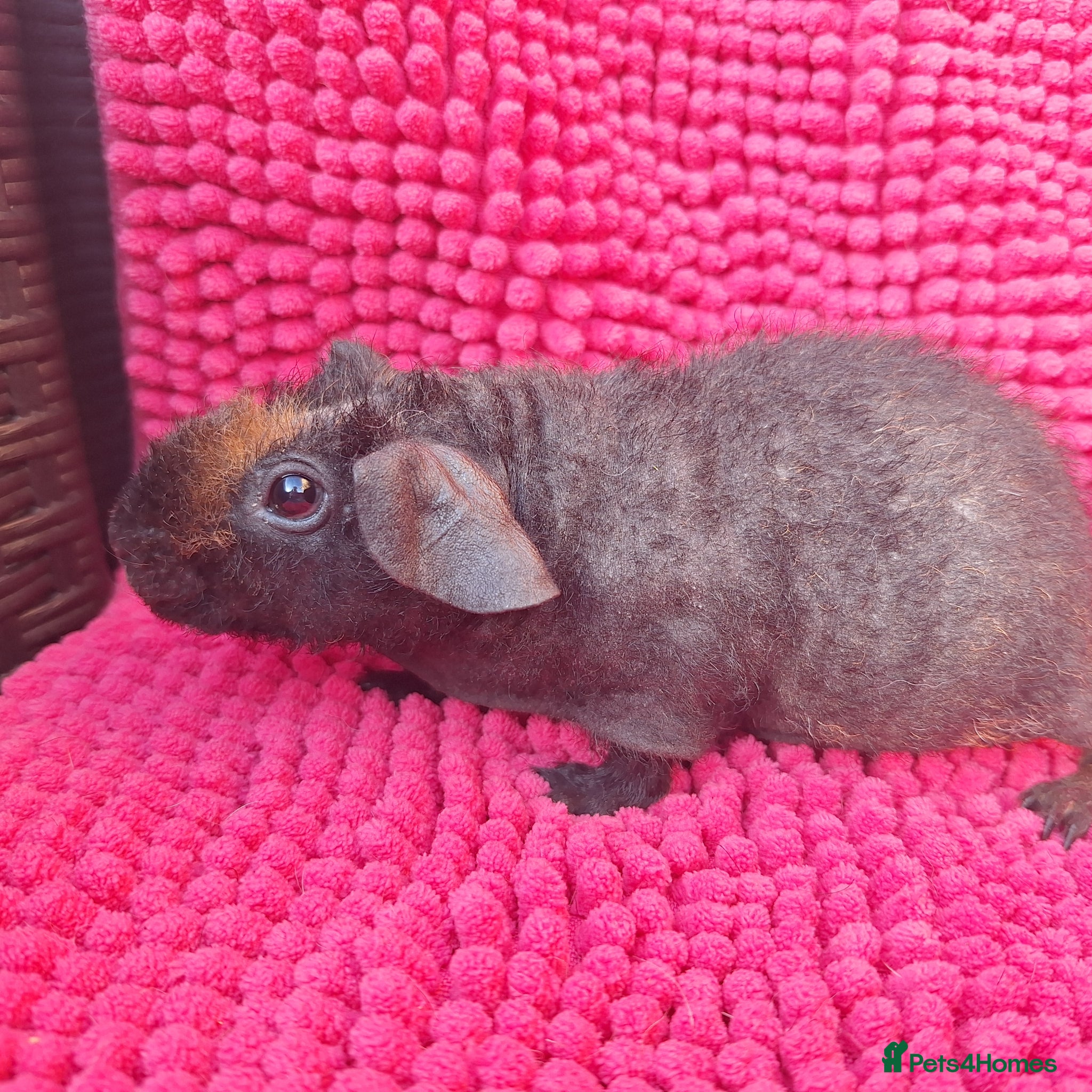 Guinea Pig rodents for sale: 2 gorgeous werewolf girls - Advert 2