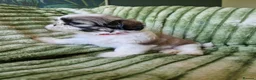 Shih Tzu dogs for sale: Miniature Shih-tzu's  - Advert 7