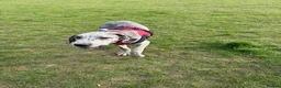 Great Dane dogs for sale: Merlin 8 month old Great Dane puppy - male  - Advert 10