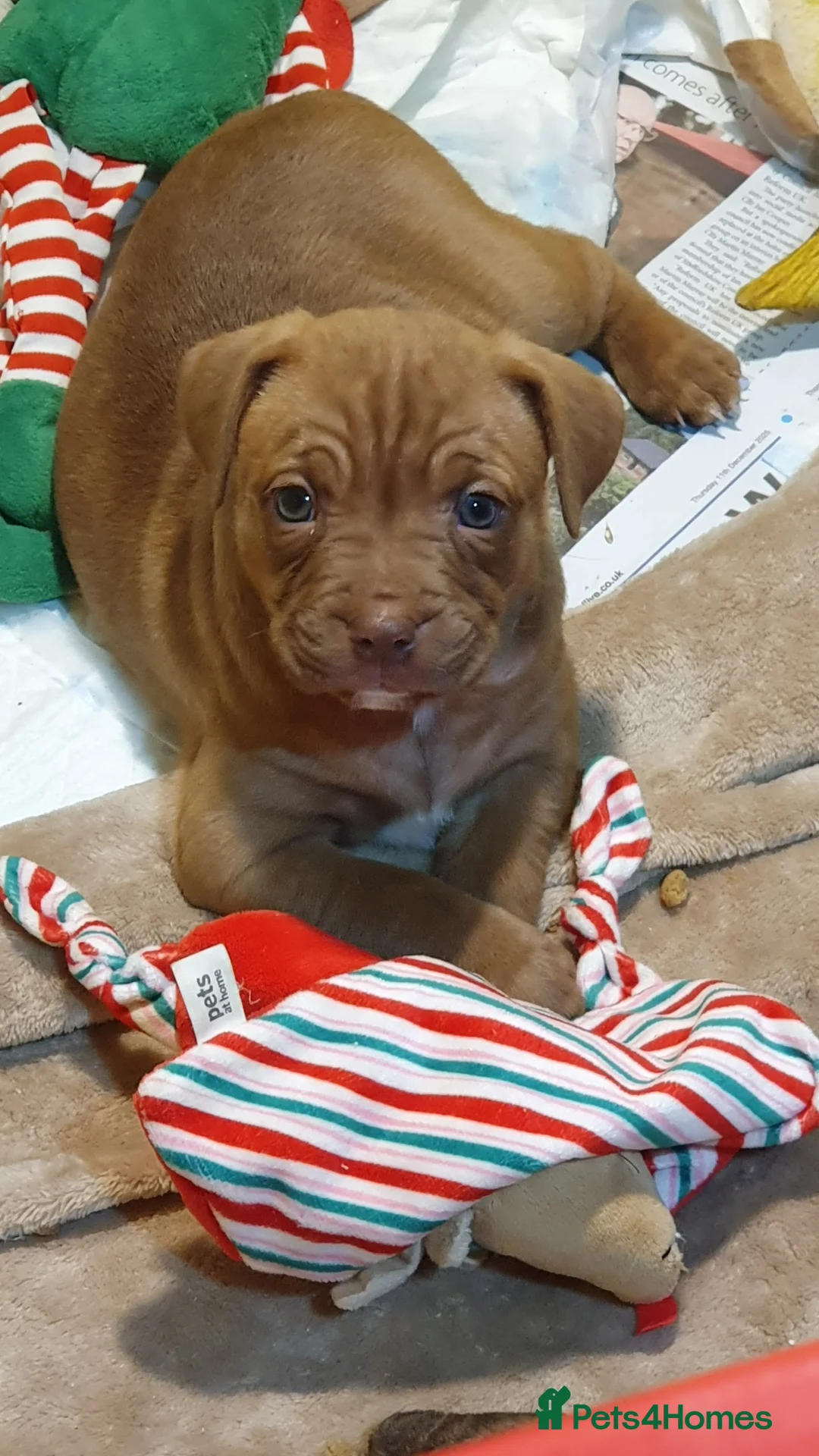 Mixed Breed dogs for sale: Gorgeous staffy x English bulldog puppies - Advert 2