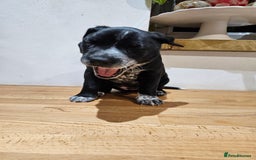 Mixed Breed dogs for sale: Litter of 7 dalmatian cross puppies - Image 21