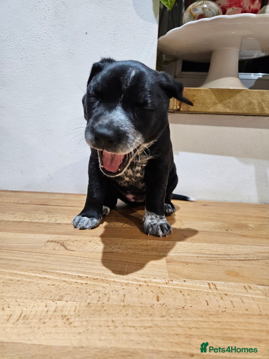 Mixed Breed dogs for sale: Litter of 7 dalmatian cross puppies - Image 21