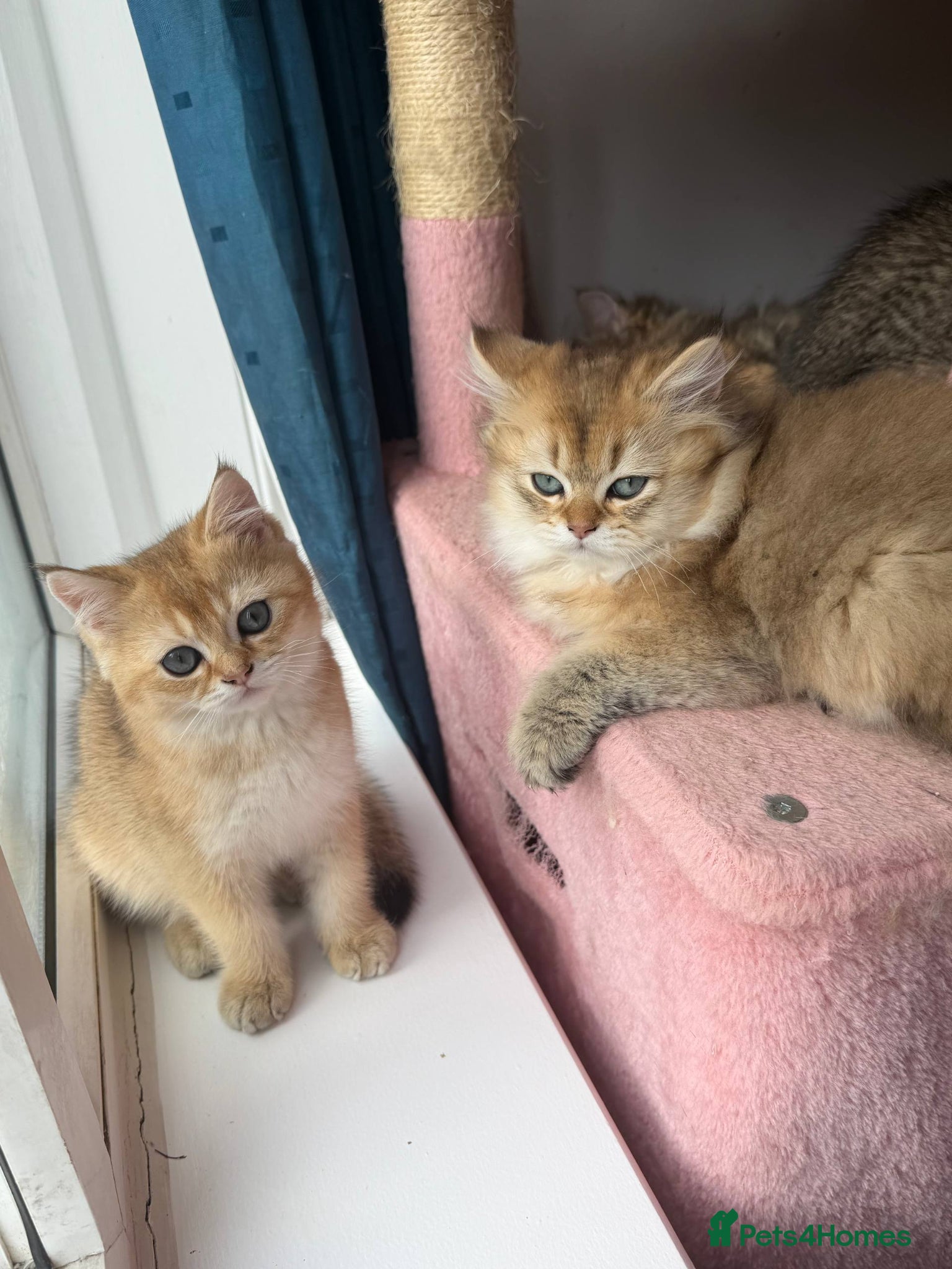 British Shorthair cats serious enquiries only looking for new home!!!!! - Advert 18