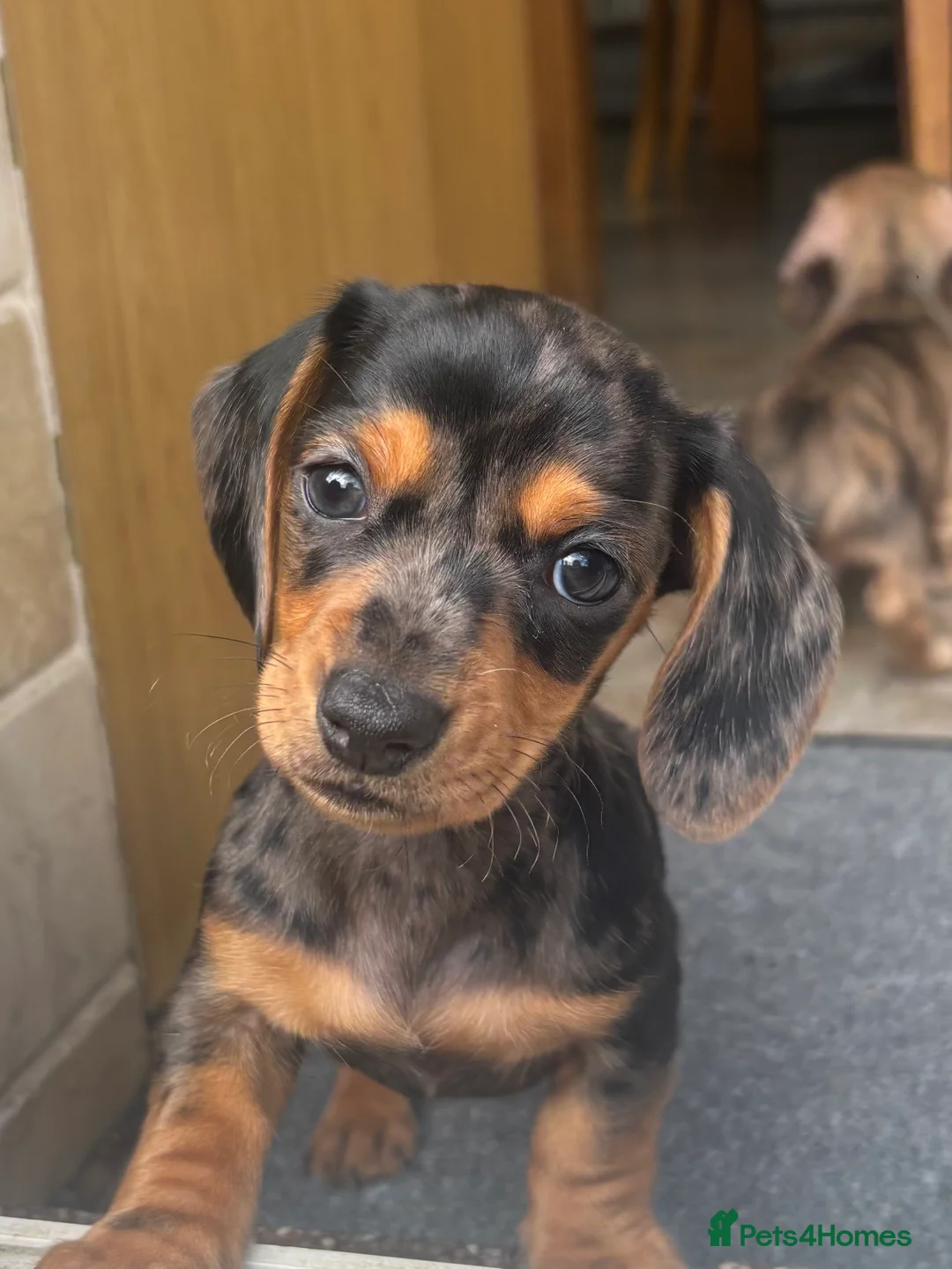 Miniature Dachshund dogs for sale: Miniature dachshund  in Warrington - Advert 2