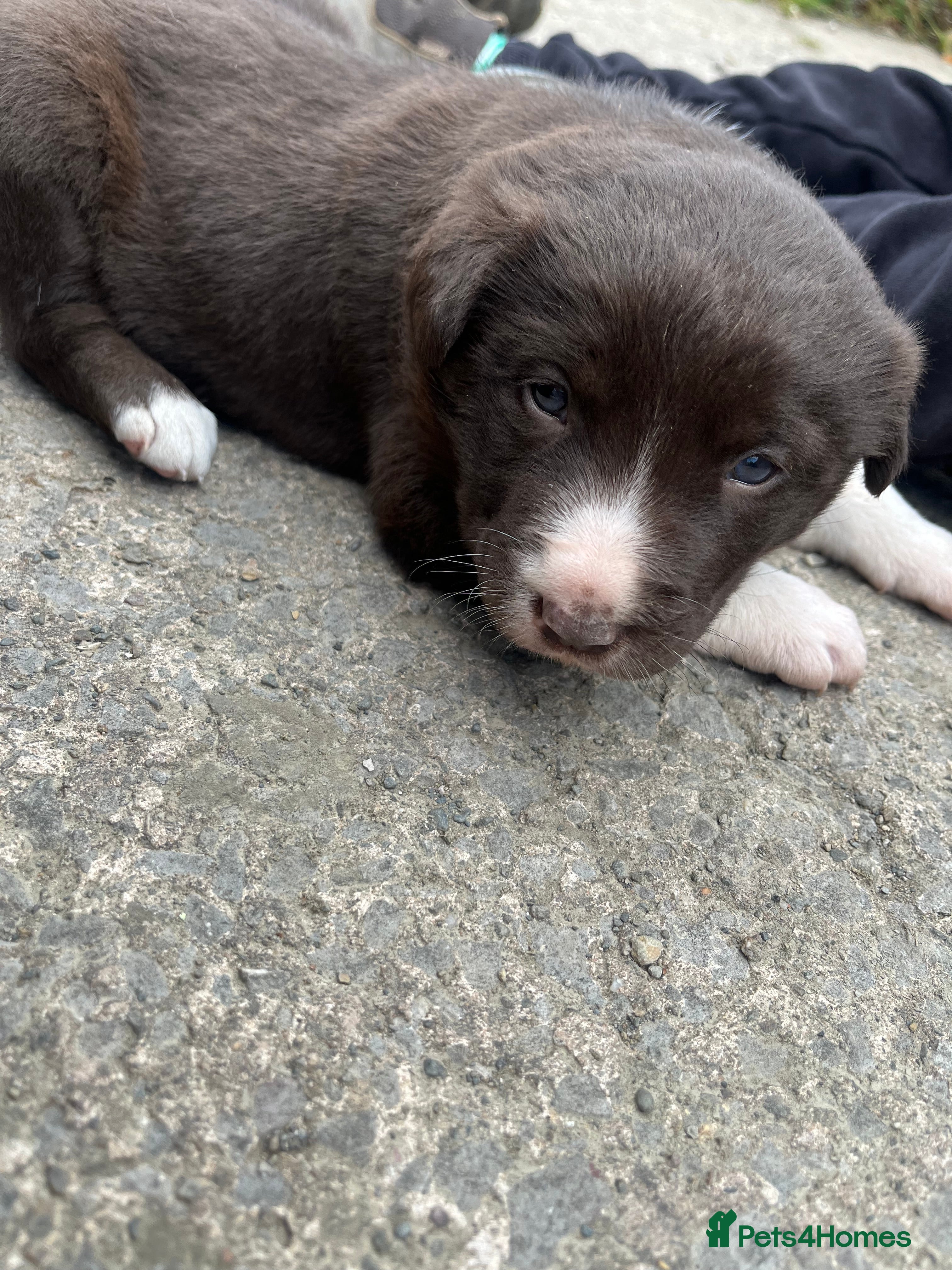 Mixed Breed dogs Border Collie puppies - Advert 1