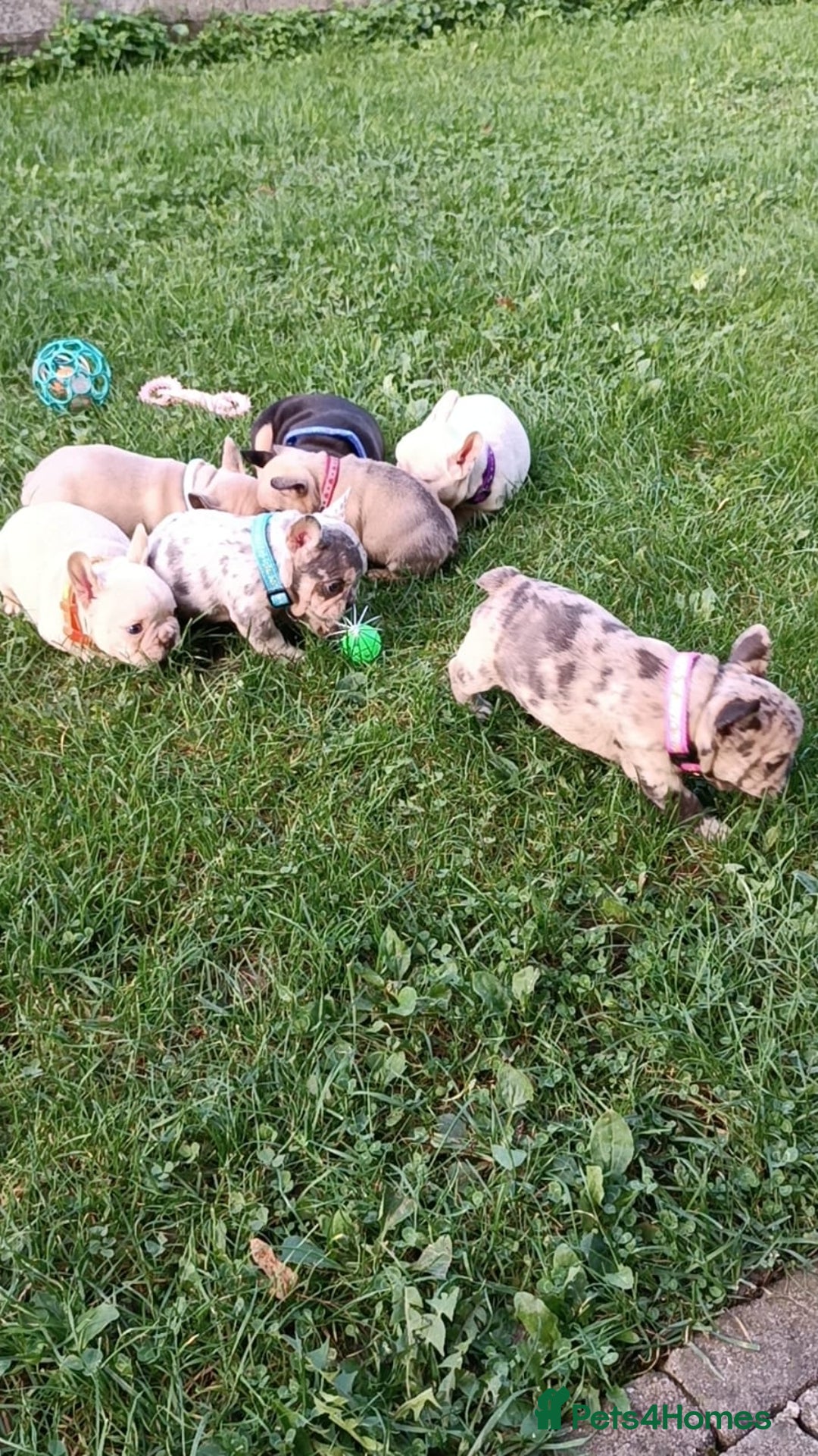 French Bulldog dogs for sale: ❤️ 🐶 beautiful French bulldog puppies ❤️🐶 - Image 7