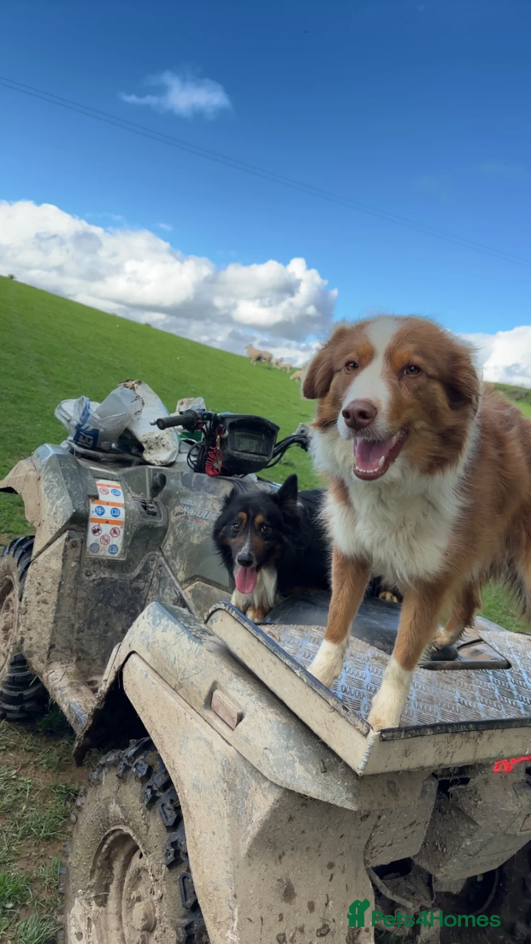 Border Collie dogs for sale: Long coated rare border collie puppies - Advert 17