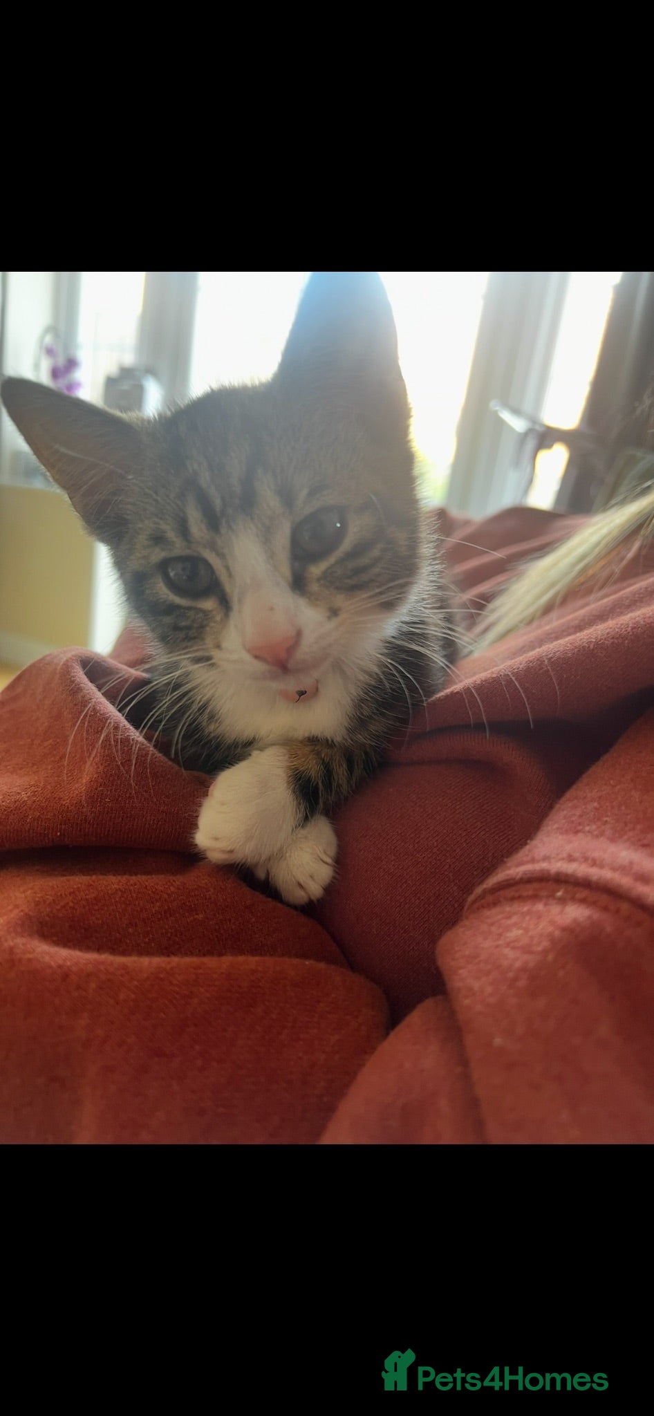 American Shorthair cats 2 tabby kittens - Advert 15