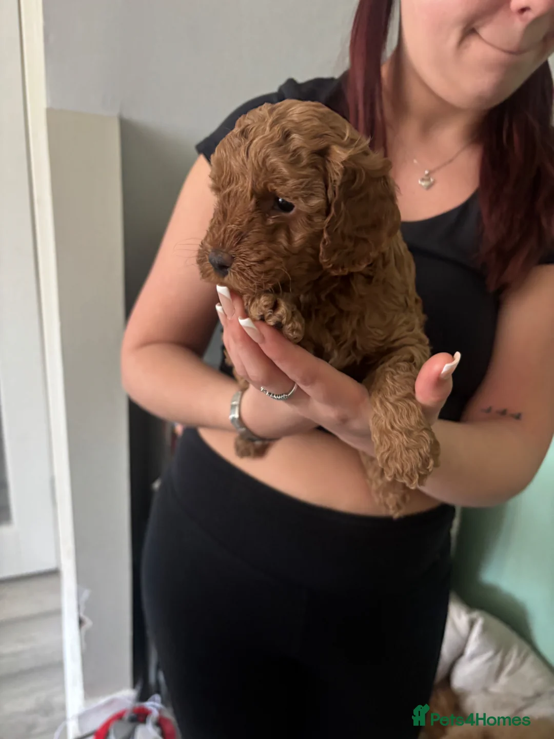 Cavapoo dogs for sale: Cavapoo Fb puppies - Advert 13