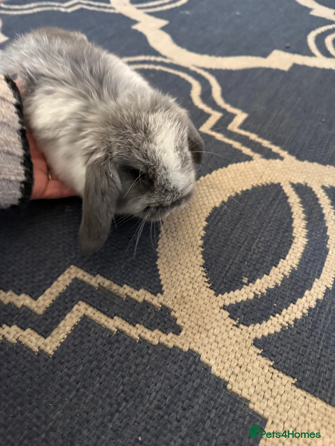 Mini Lop rabbits for sale: Mini lops  - Advert 5