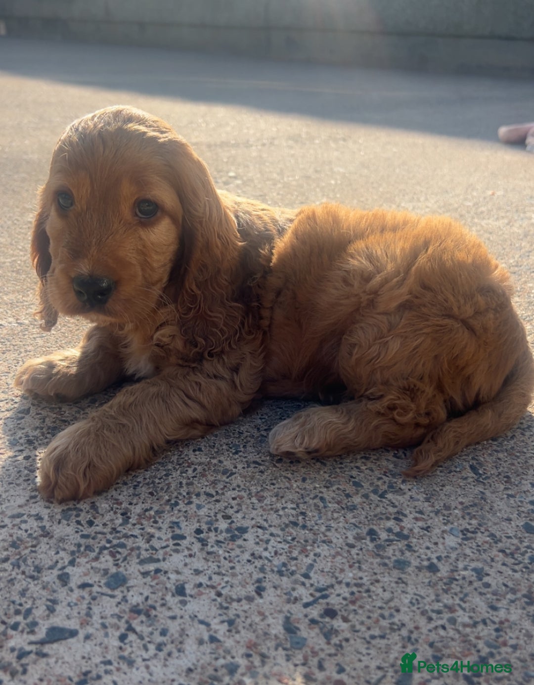 Cockapoo dogs for sale: Cockapoo Pups - Image 5