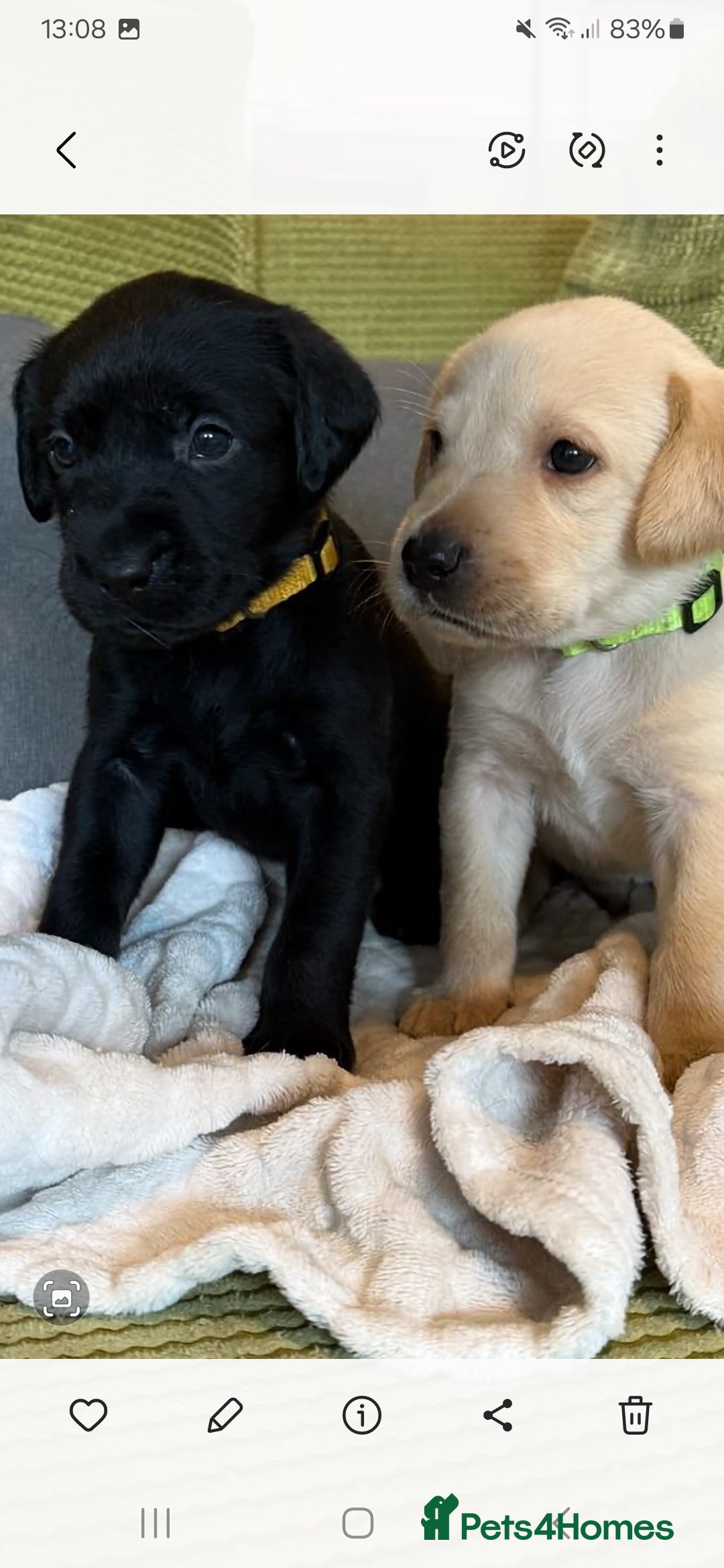 Labrador Retriever dogs for sale: LABRADOR PUPPYS 5WEEKS READY TO VIEW - Image 7