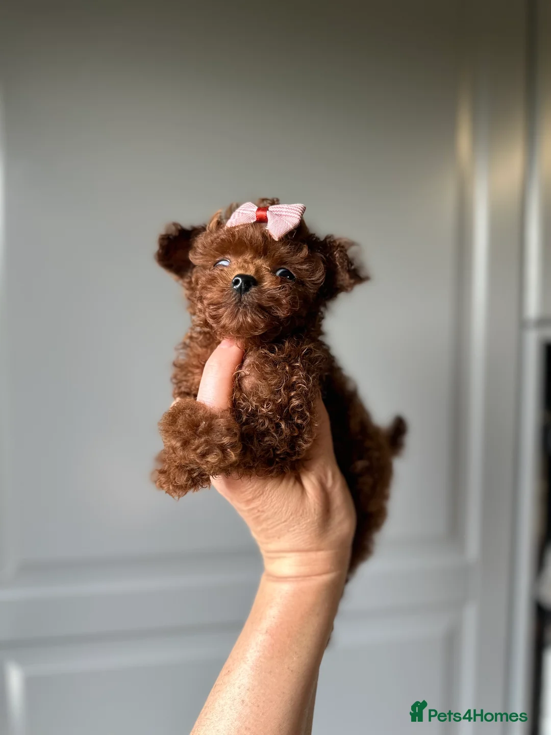 Toy Poodle dogs for stud: Stunning true to type Asian toy poodle in Lanark - Advert 18