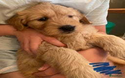 Goldendoodle dogs for sale: Golden doodle puppies ready 12th September  - Image 22