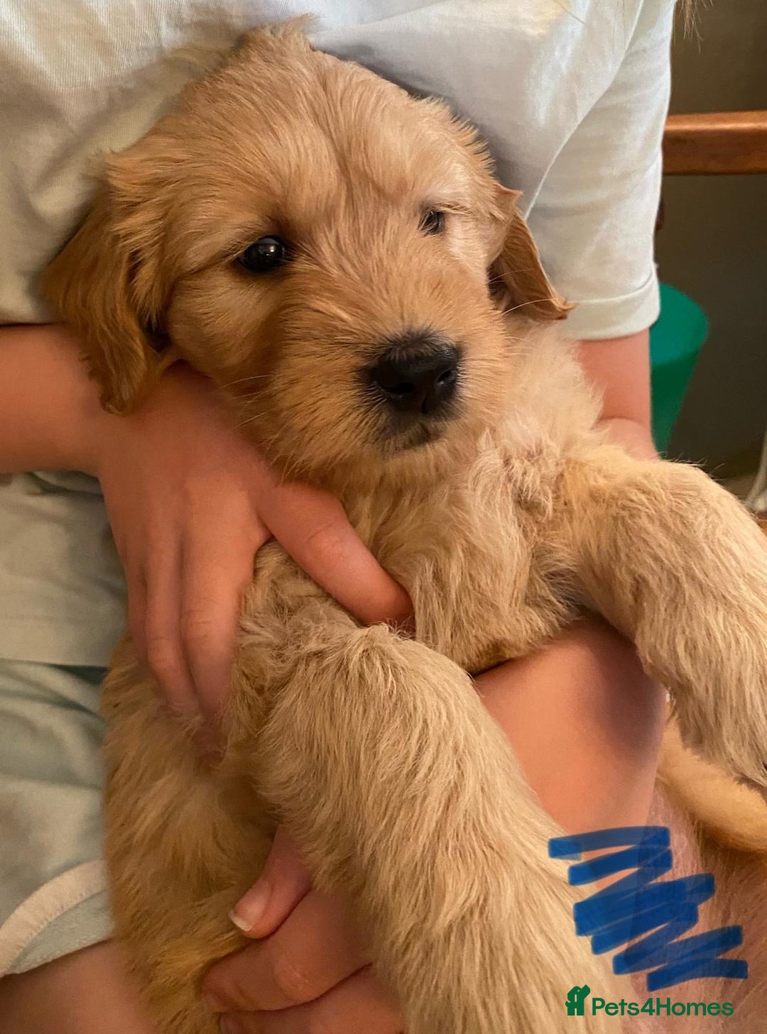 Goldendoodle dogs for sale: Golden doodle puppies ready 12th September  - Image 22