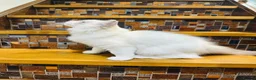 Ragdoll cats for sale:  🌸 GCCF/TICA Registered Pedigree Ragdoll Kittens  - Advert 11