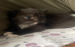 Mixed Breed cats for sale: Cutest Scottish Fold and BSH kittens  - Image 5