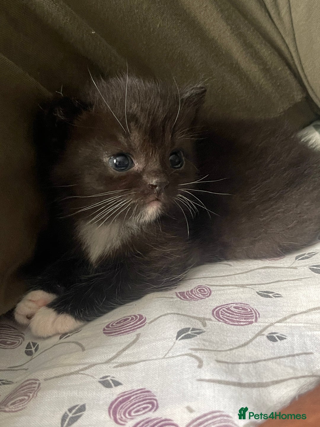 Mixed Breed cats for sale: Cutest Scottish Fold and BSH kittens  - Image 5