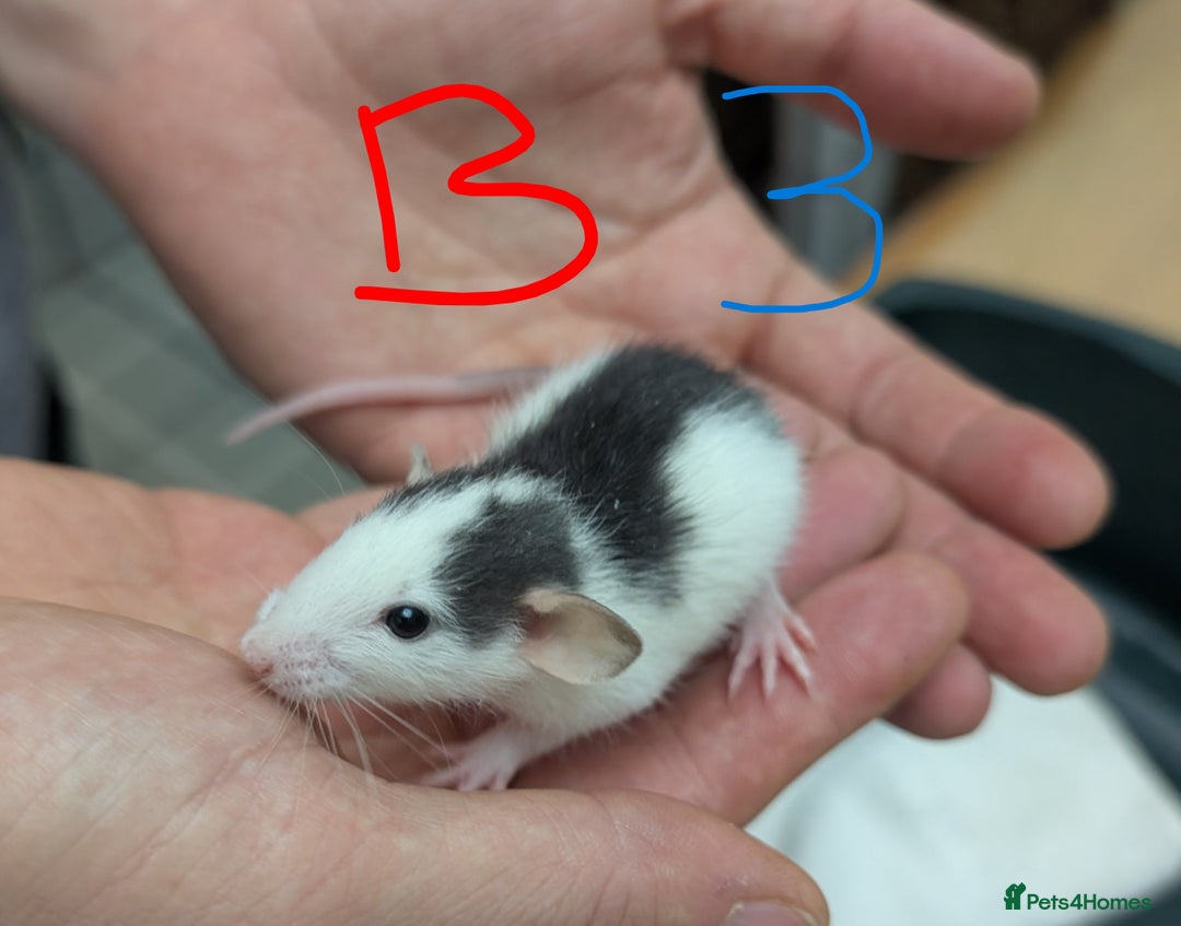 Rat rodents for sale: Dumbo baby Rats - Gorgeous colours  - Advert 3