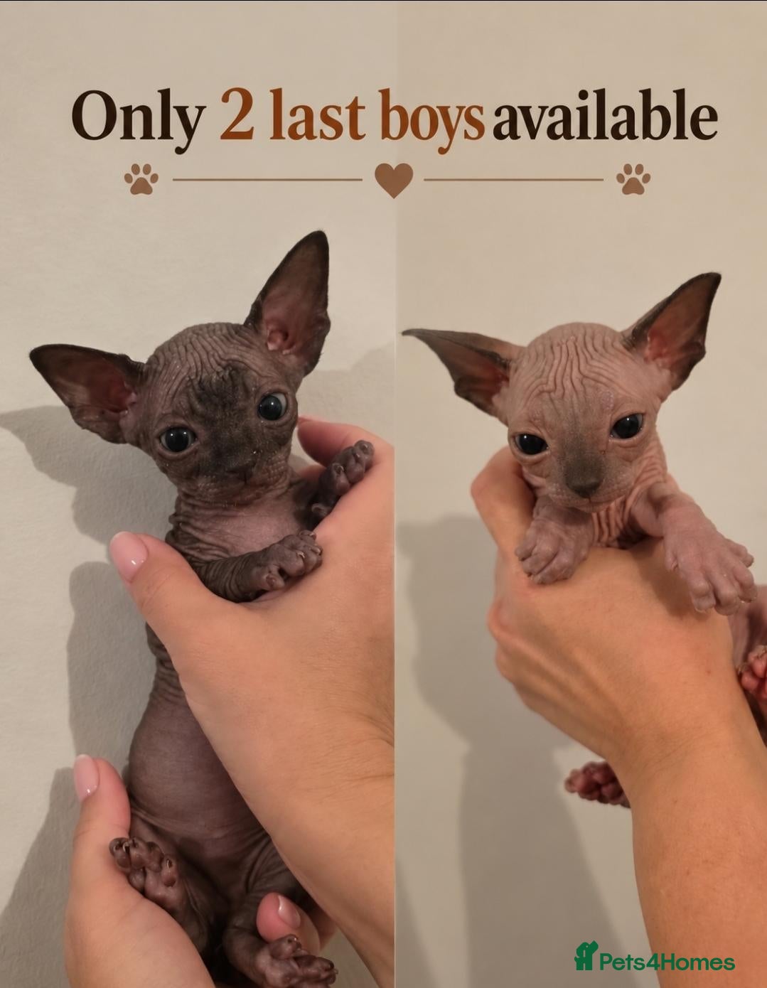 Sphynx cats TICA Registered Sphynx Kittens - Advert 12