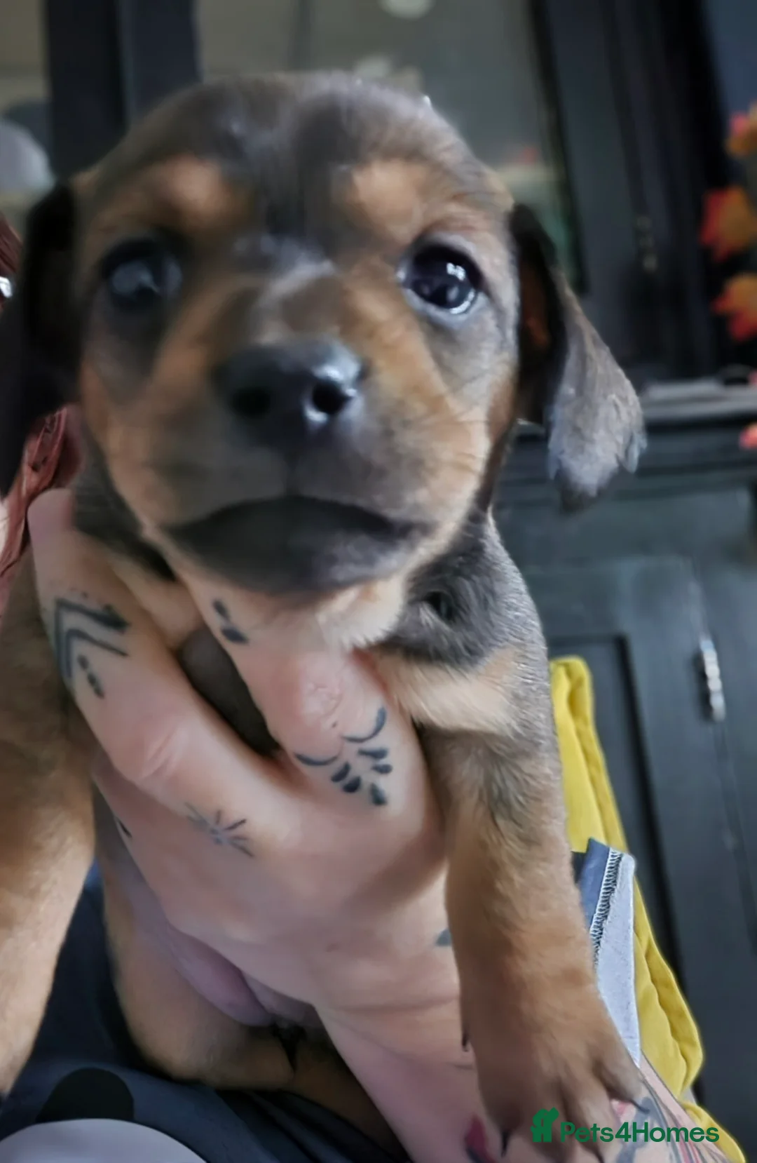 Chiweenie dogs for sale: Beautiful chiweenies  - Advert 17