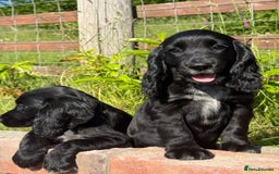 Cocker Spaniel dogs for sale: FULLY VACCINATED Black FEMALE cocker spaniel in Mold - Image 7