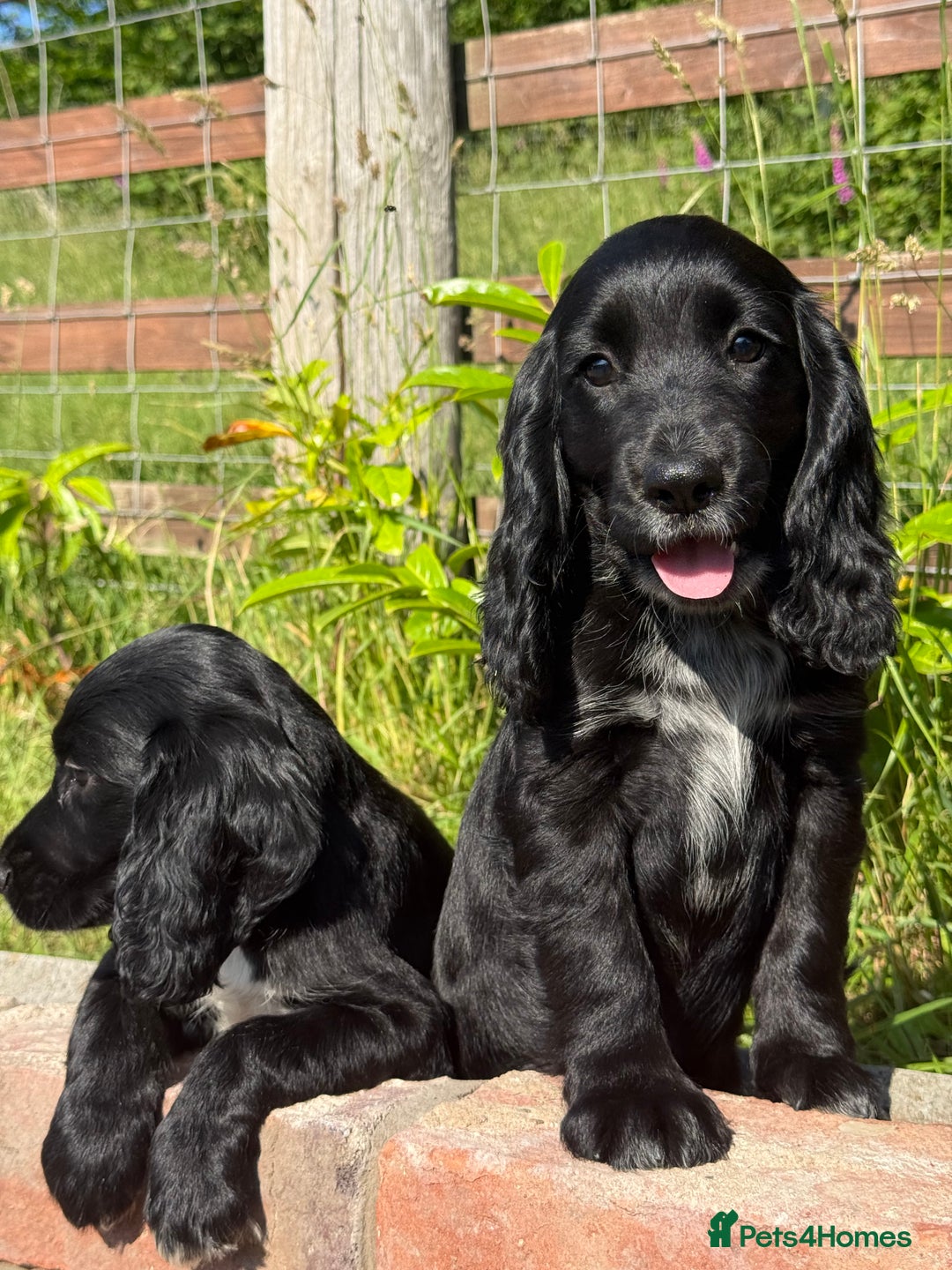 Cocker Spaniel dogs for sale: FULLY VACCINATED Black FEMALE cocker spaniel in Mold - Image 7