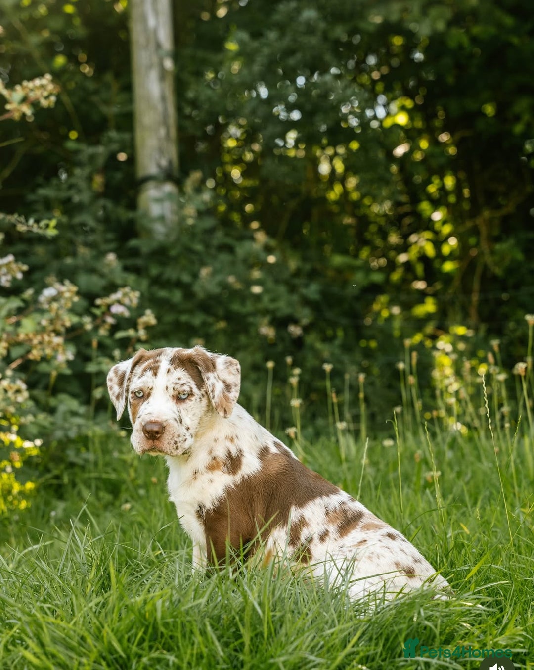 Mastiff dogs for sale: Mastiff pups  - Image 12