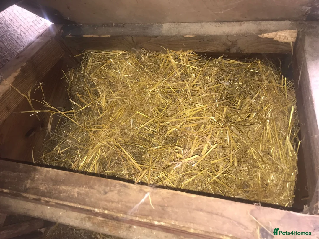Quail poultry for sale: NEST-BOX FOR CHICKENS/QUAILS ! - Advert 4