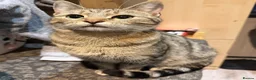 Mixed Breed cats for sale: Five Kittens (Four females, One male) - Advert 3