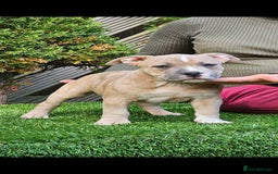 American Bully dogs for sale: pocket bully pups, ABKC registered, 14wks old. - Image 5