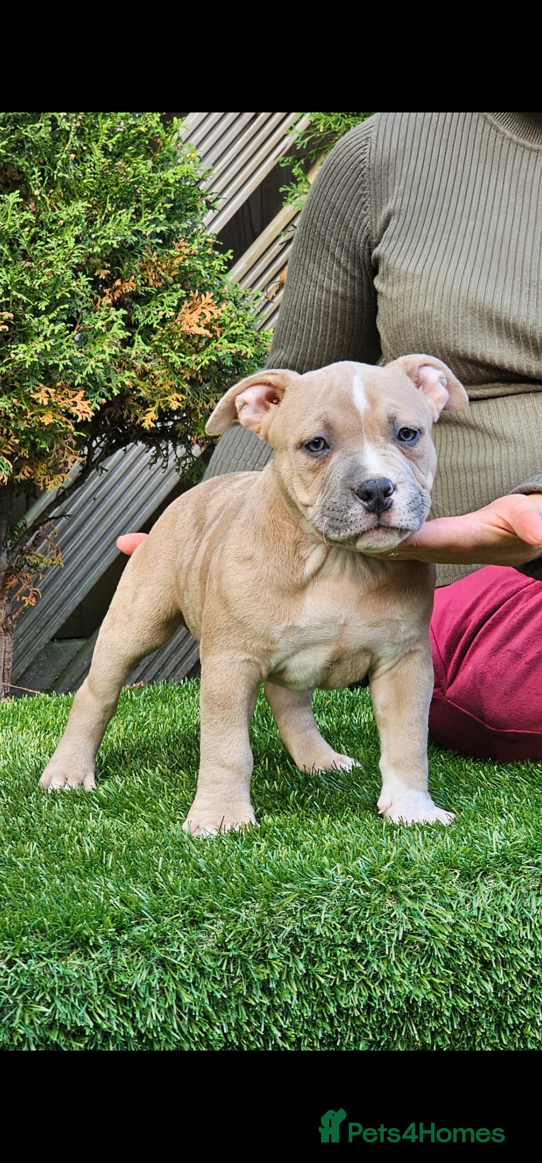 American Bully dogs for sale: pocket bully pups, ABKC registered, 14wks old. - Image 5