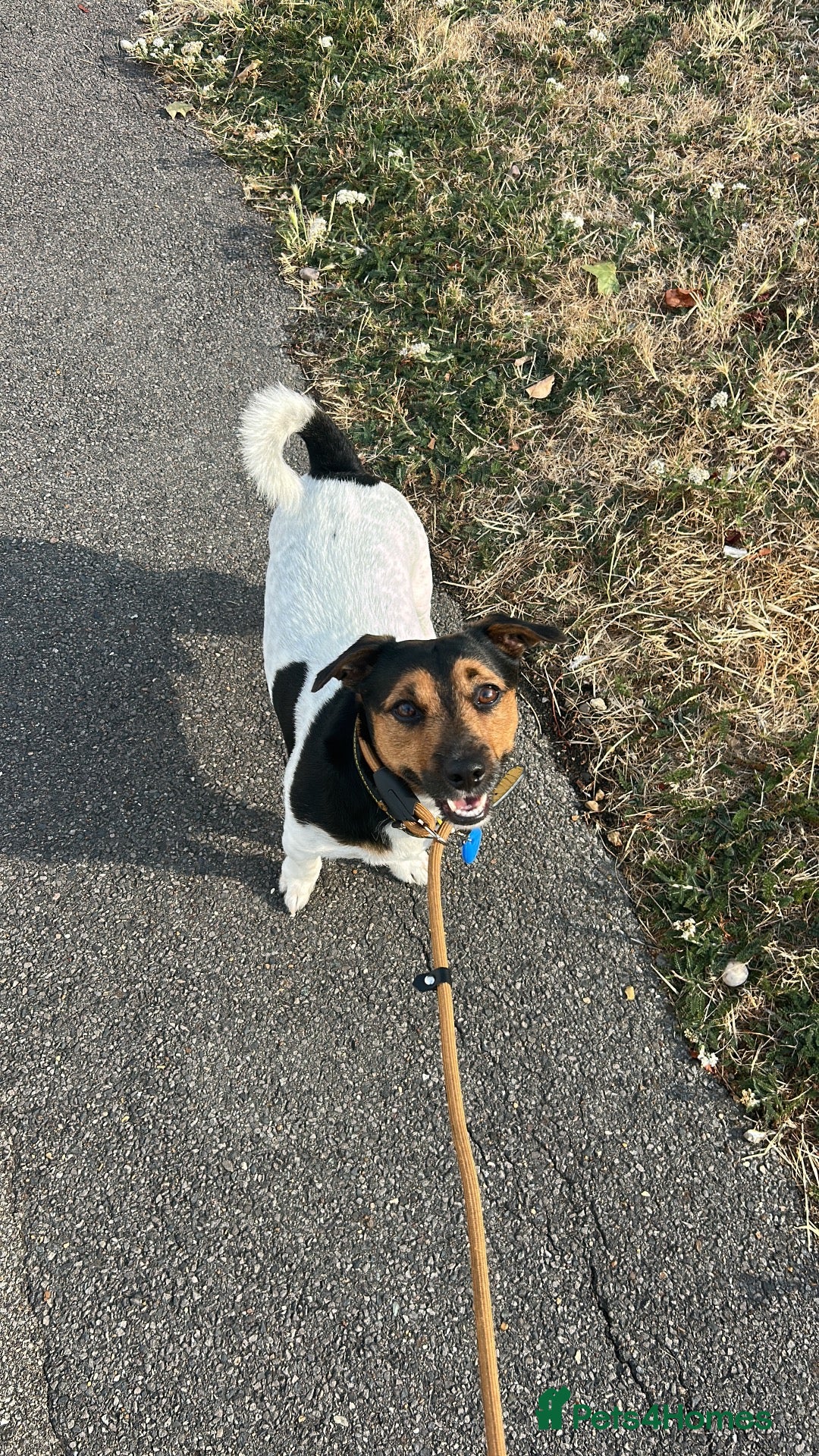 Jack Russell dogs MAXI — HANDSOME JACK RUSSELL AVAILABLE FOR STUD  - Advert 5