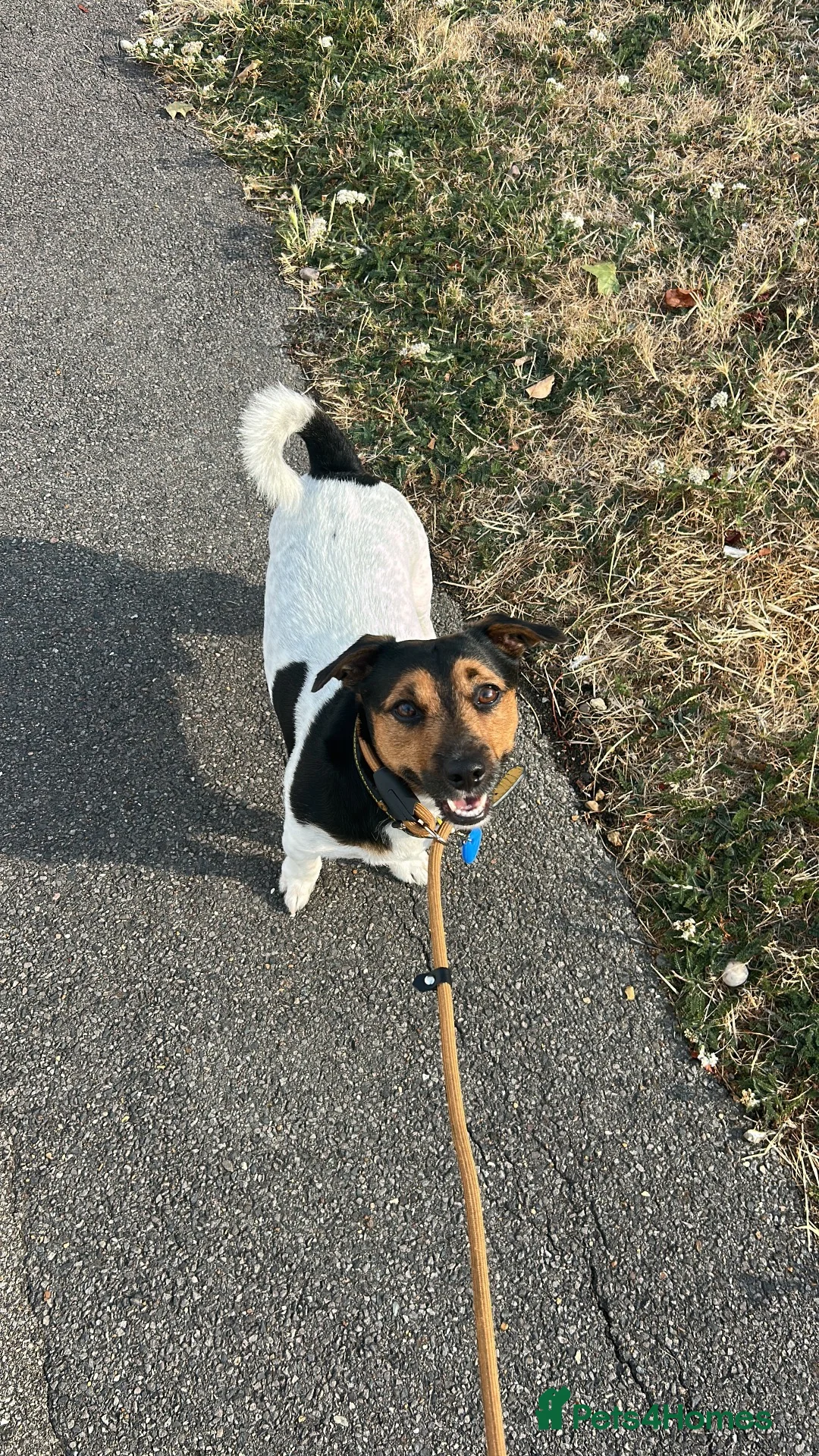 Jack Russell dogs for stud: MAXI — HANDSOME JACK RUSSELL AVAILABLE FOR STUD  in Milton Keynes - Advert 1