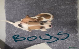 Jack Russell dogs for sale: Jack russell pups  - Image 8