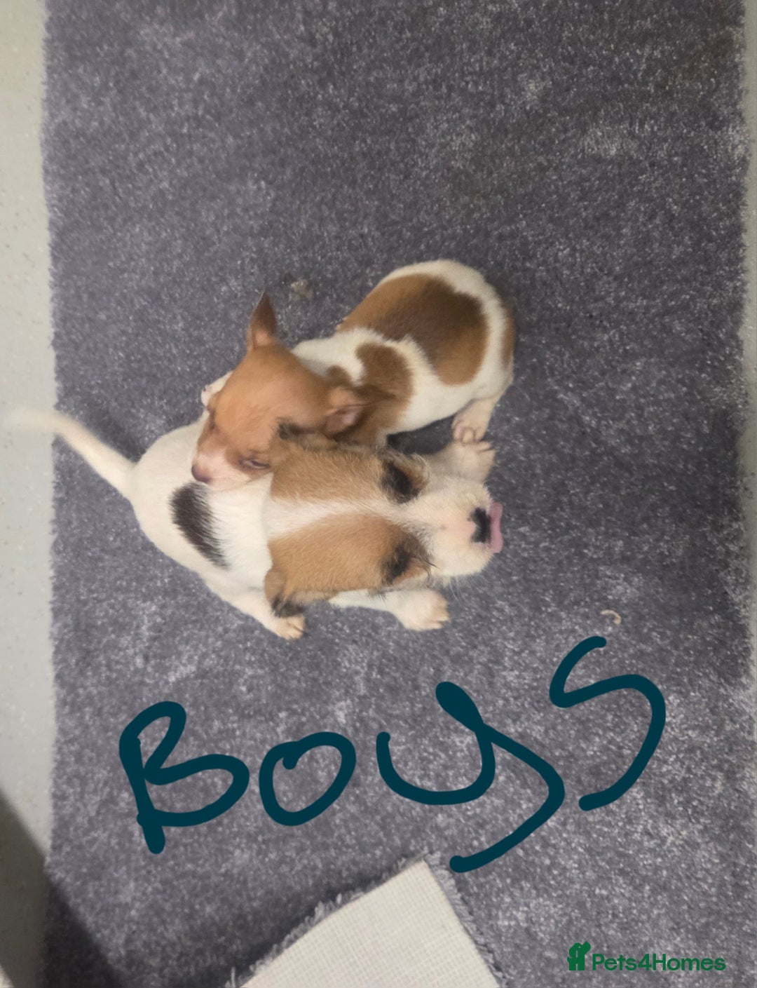 Jack Russell dogs for sale: Jack russell pups  - Image 8