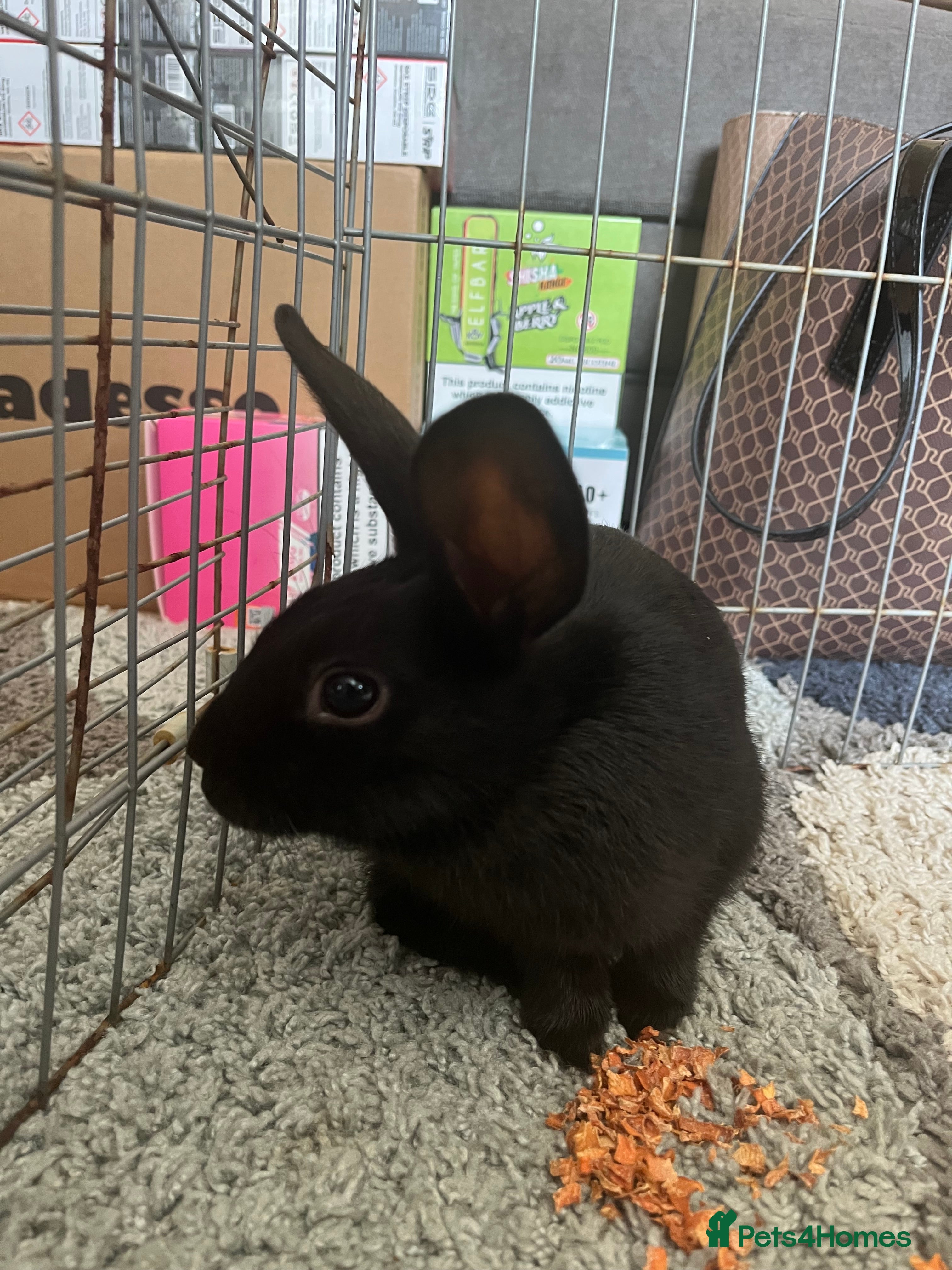 Netherland Dwarf rabbits rabbit - Advert 12