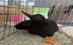 Netherland Dwarf rabbits for sale: rabbit - Advert 1