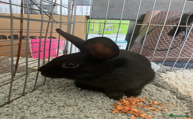 Netherland Dwarf rabbits rabbit - Advert 3