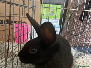 Netherland Dwarf rabbits rabbit - Advert 10