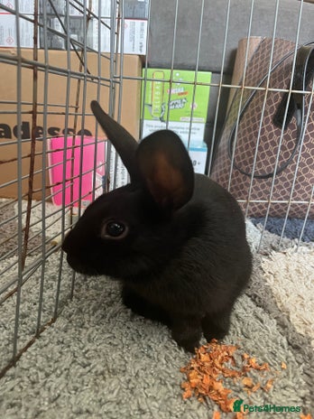 Netherland Dwarf rabbits rabbit - Advert 2