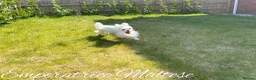 Maltese dogs for sale: Tiny KC Reg. Korean Maltese- CH line show dogs! - Advert 25