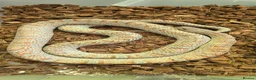 Mixed Breed reptiles for sale: Ball Pythons And Corn Snake For Sale - Advert 5