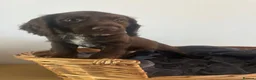 Sprocker dogs for sale: 7 Sprocker Puppies  - Advert 7