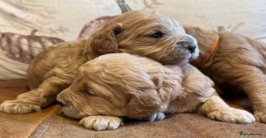 Cavapoo dogs - Advert 8