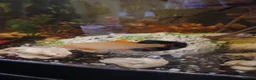 Other/Mixed Breed fish for sale: Tropical fish  - Advert 4